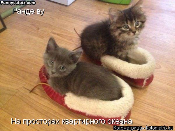 Ранде ву На просторах квартирного океана... Котоматрица: Ранде ву На просторах квартирного океана