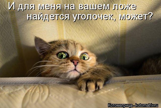 найдется уголочек, может? И для меня на вашем ложе... Котоматрица: найдется уголочек, может? И для меня на вашем ложе