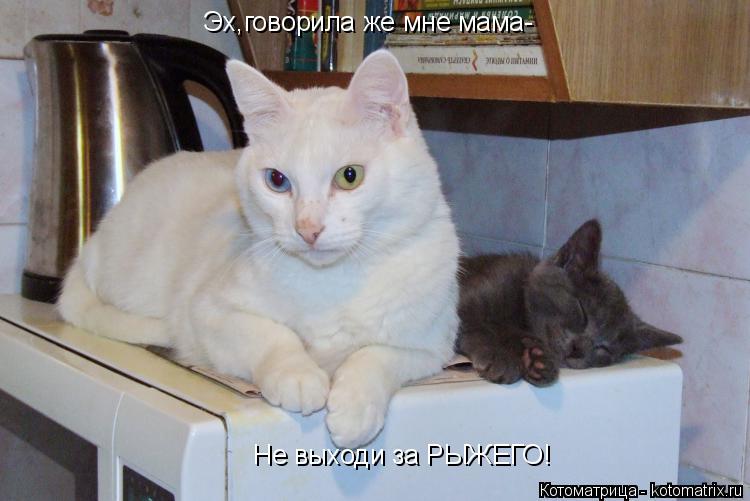 Эх,говорила же мне мама- Не выходи за РЫЖЕГО!... Котоматрица: Эх,говорила же мне мама- Не выходи за РЫЖЕГО!