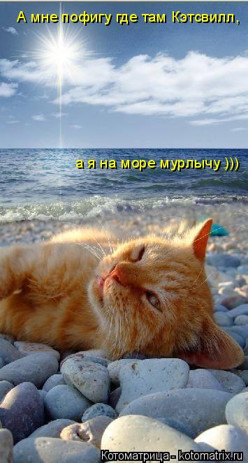 А мне пофигу где там Кэтсвилл, а я на море мурлычу )))... Котоматрица: А мне пофигу где там Кэтсвилл, а я на море мурлычу )))