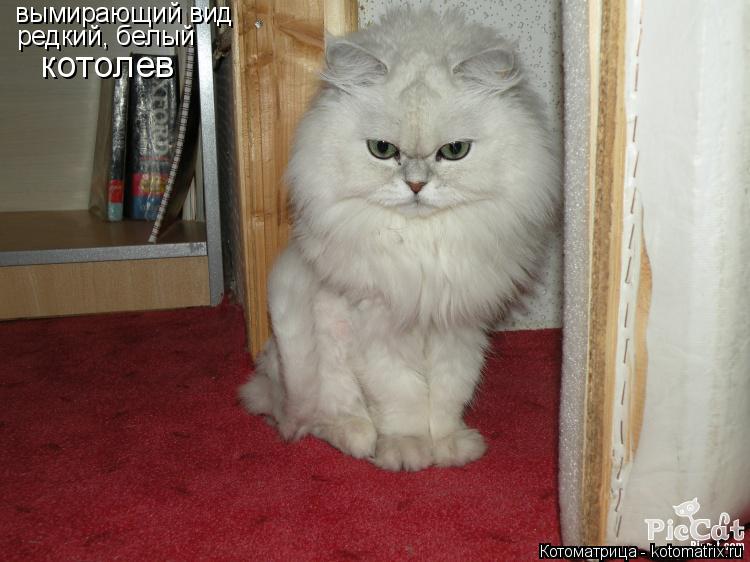 Котоматрица: вымирающий вид редкий, белый котолев