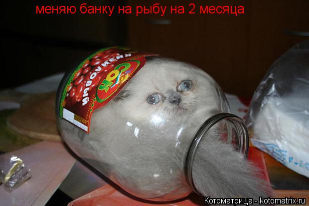 меняю банку на рыбу на 2 месяца... Котоматрица: меняю банку на рыбу на 2 месяца