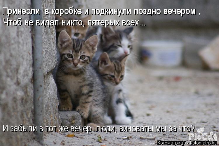 Принесли в коробке и подкинули поздно вечером , Чтоб не видал никто, пятерых всех... И забыли в тот... Котоматрица: Принесли в коробке и подкинули поздно вечером , Чтоб не видал никто, пятерых всех... И забыли в тот же вечер, люди, виноваты мы за что?