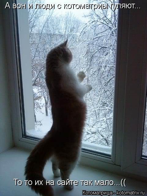 Котоматрица: А вон и люди с котоматриы гуляют... То то их на сайте так мало...((
