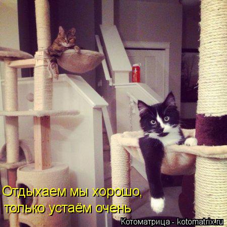 Отдыхаем мы хорошо, только устаём очень... Котоматрица: Отдыхаем мы хорошо, только устаём очень
