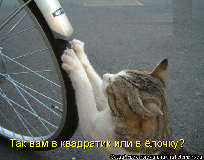 Так вам в квадратик или в ёлочку?... Котоматрица: Так вам в квадратик или в ёлочку?