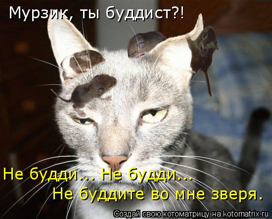 Котоматрица: Мурзик, ты буддист?! Не будди... Не будди... Не буддите во мне зверя.