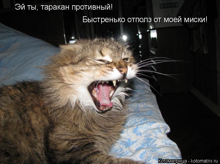 Эй ты, таракан противный! Быстренько отполз от моей миски!... Котоматрица: Эй ты, таракан противный! Быстренько отполз от моей миски!