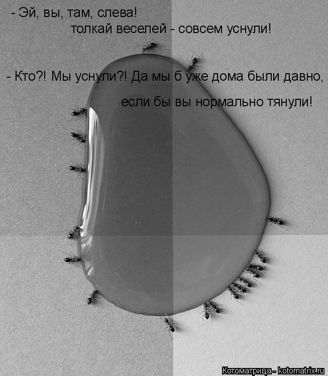 Толкай веселей толкай веселей - совсем уснули! - Кто?! Мы уснули?! Да мы б уже дома были давно, если ... Котоматрица: Толкай веселей толкай веселей - совсем уснули! - Кто?! Мы уснули?! Да мы б уже дома были давно, если бы вы нормально тянули! - Эй, вы, там, слева!