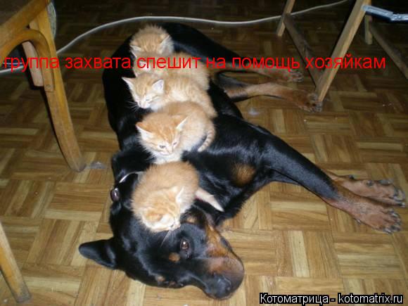 группа захвата спешит на помощь хозяйкам... Котоматрица: группа захвата спешит на помощь хозяйкам