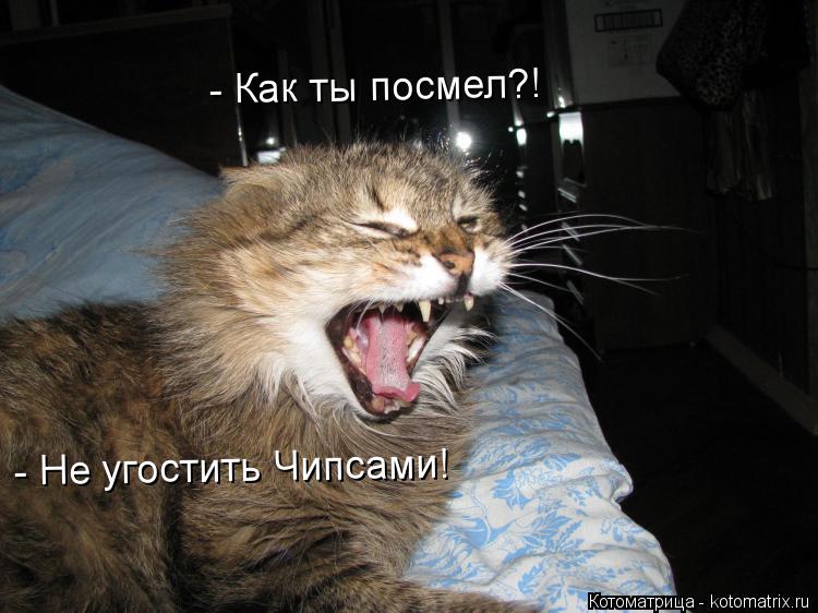 Котоматрица: - Как ты посмел?! - Не угостить Чипсами!