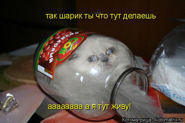 так шарик ты что тут делаешь аааааааа а я тут живу!... Котоматрица: так шарик ты что тут делаешь аааааааа а я тут живу!