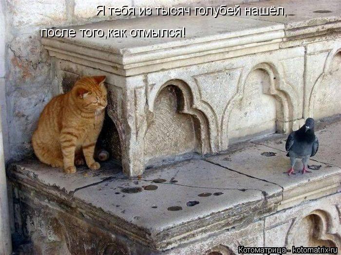 Я тебя из тысяч голубей нашёл, после того,как отмылся!... Котоматрица: Я тебя из тысяч голубей нашёл, после того,как отмылся!