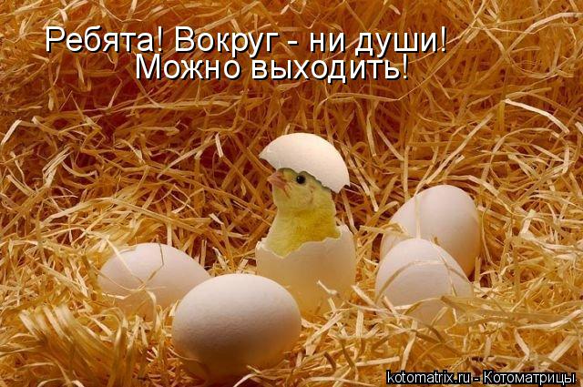 Можно выходить! Ребята! Вокруг - ни души!... Котоматрица: Можно выходить! Ребята! Вокруг - ни души!