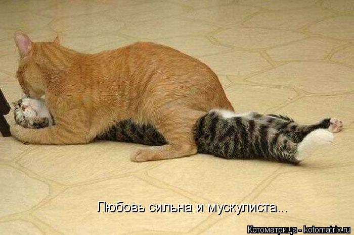 Любовь сильна и мускулиста...... Котоматрица: Любовь сильна и мускулиста...