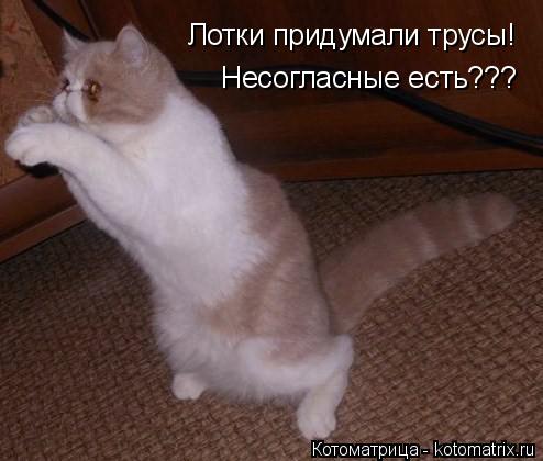 Лотки придумали трусы! Несогласные есть???... Котоматрица: Лотки придумали трусы! Несогласные есть???