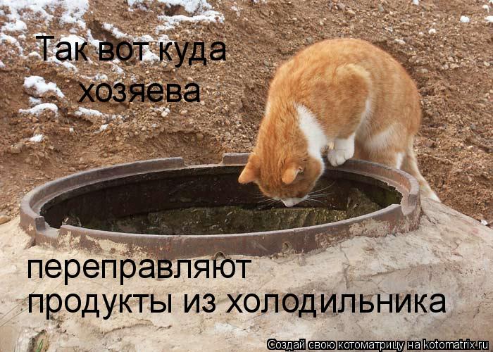 Так вот куда хозяева переправляют продукты из холодильника... Котоматрица: Так вот куда хозяева переправляют продукты из холодильника