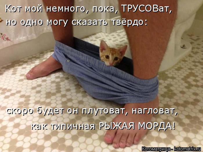 Кот мой немного, пока, ТРУСОВат, но одно могу сказать твёрдо: скоро будет он плутоват, нагловат, как ... Котоматрица: Кот мой немного, пока, ТРУСОВат, но одно могу сказать твёрдо: скоро будет он плутоват, нагловат, как типичная РЫЖАЯ МОРДА!