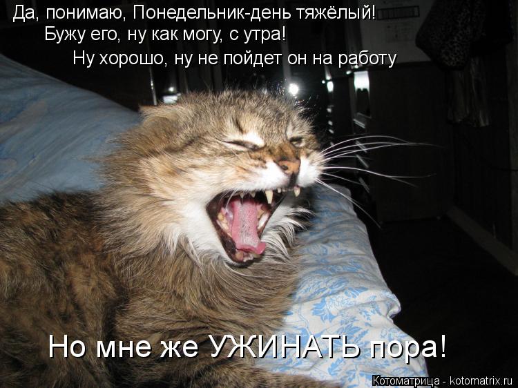 Да, понимаю, Понедельник-день тяжёлый! Бужу его, ну как могу, с утра! Ну хорошо, ну не пойдет он на р... Котоматрица: Да, понимаю, Понедельник-день тяжёлый! Бужу его, ну как могу, с утра! Ну хорошо, ну не пойдет он на работу Но мне же УЖИНАТЬ пора!