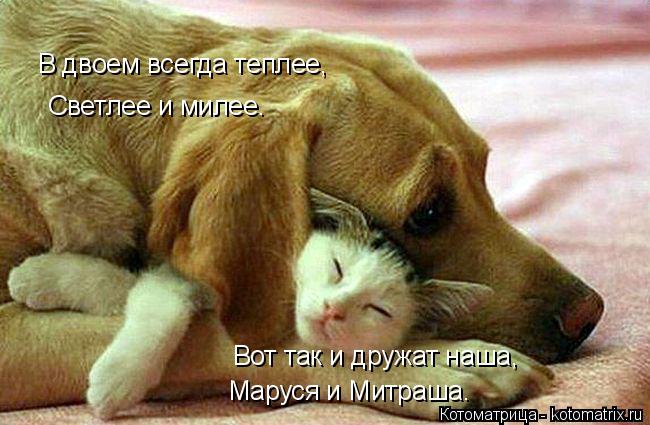 В двоем всегда теплее, Светлее и милее. Вот так и дружат наша, Маруся и Митраша.... Котоматрица: В двоем всегда теплее, Светлее и милее. Вот так и дружат наша, Маруся и Митраша.