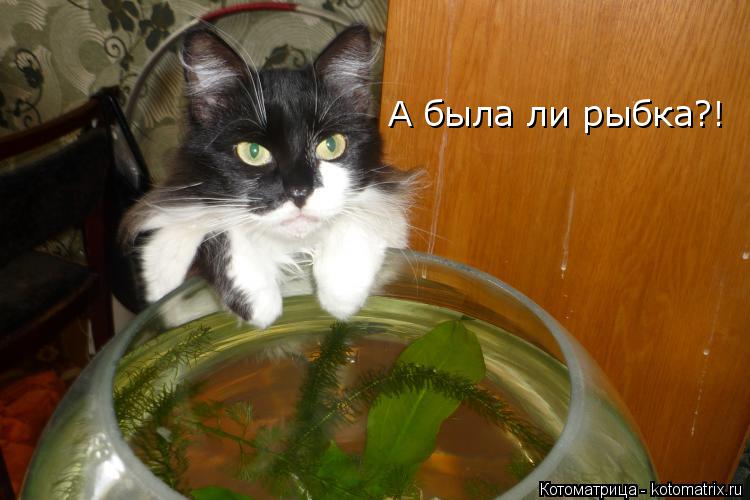 Котоматрица: А была ли рыбка?!