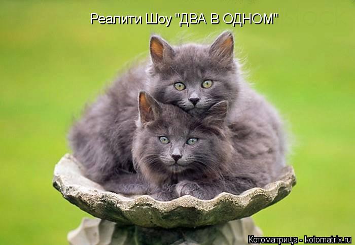 Реалити Шоу "ДВА В ОДНОМ"... Котоматрица: Реалити Шоу "ДВА В ОДНОМ"