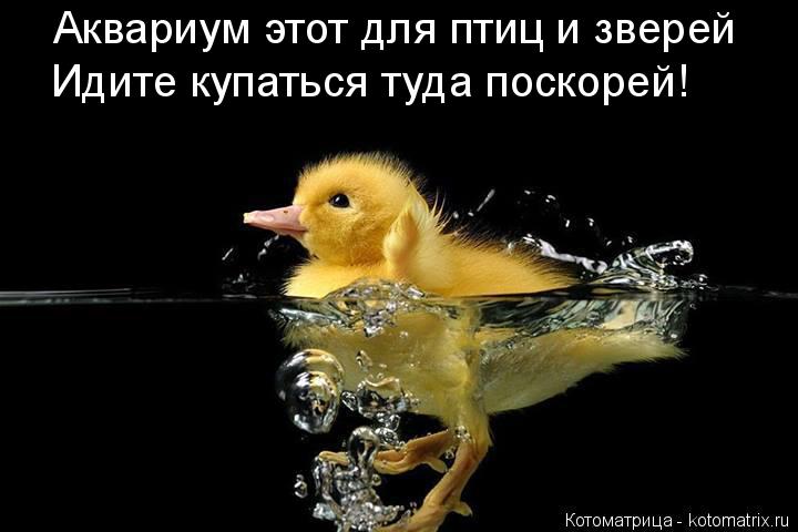 Аквариум этот для птиц и зверей Идите купаться туда поскорей!... Котоматрица: Аквариум этот для птиц и зверей Идите купаться туда поскорей!