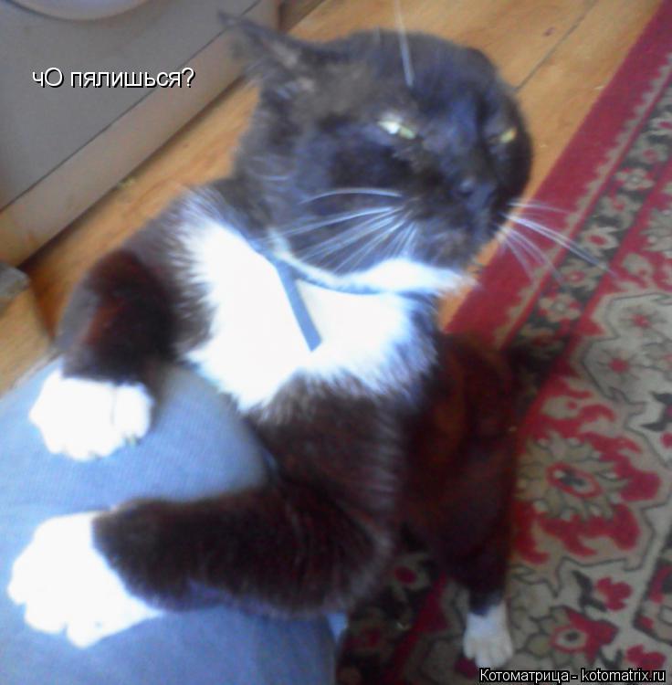 чО пялишься?... Котоматрица: чО пялишься?