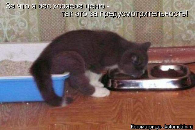 За что я вас хозяева ценю - так это за предусмотрительность!... Котоматрица: За что я вас хозяева ценю - так это за предусмотрительность!