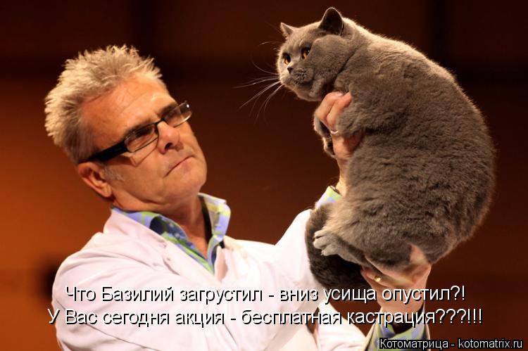 Котоматрица: Что Базилий загрустил - вниз усища опустил?! У Вас сегодня акция - бесплатная кастрация???!!!