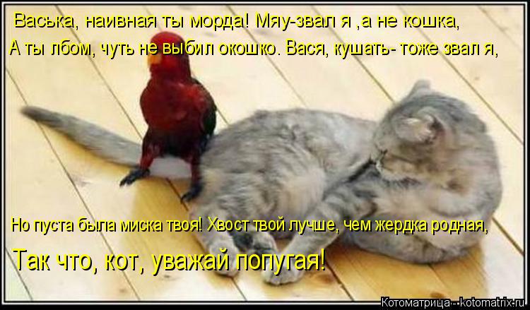 Котоматрица: Васька, наивная ты морда! Мяу-звал я ,а не кошка, А ты лбом, чуть не выбил окошко. Вася, кушать- тоже звал я, Но пуста была миска твоя! Хвост твой 