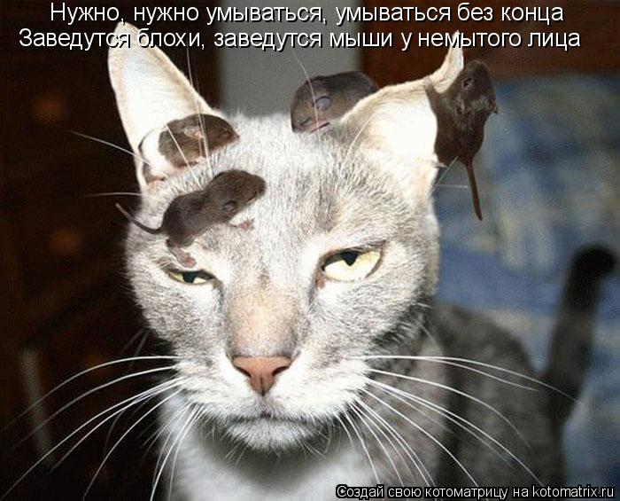 Нужно, нужно умываться, умываться без конца Заведутся блохи, заведутся мыши у немытого лица... Котоматрица: Нужно, нужно умываться, умываться без конца Заведутся блохи, заведутся мыши у немытого лица