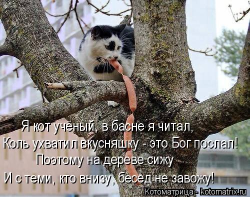 Я кот учёный, в басне я читал, Коль ухватил вкусняшку - это Бог послал! Поэтому на дереве сижу И с те... Котоматрица: Я кот учёный, в басне я читал, Коль ухватил вкусняшку - это Бог послал! Поэтому на дереве сижу И с теми, кто внизу, бесед не завожу!