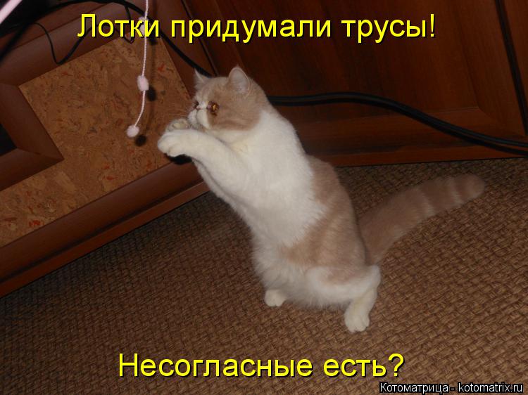 Лотки придумали трусы! Несогласные есть?... Котоматрица: Лотки придумали трусы! Несогласные есть?