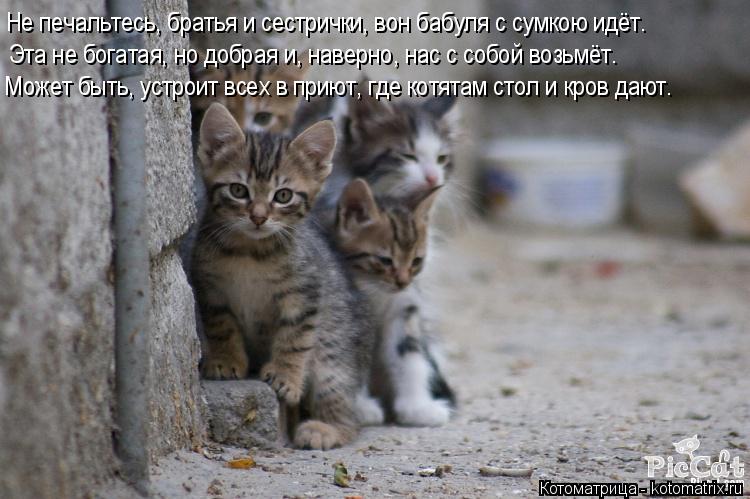 Котоматрица: Не печальтесь, братья и сестрички, вон бабуля с сумкою идёт. Эта не богатая, но добрая и, наверно, нас с собой возьмёт. Может быть, устроит все
