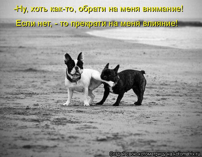 -Ну, хоть как-то, обрати на меня внимание! Если нет, - то прекрати на меня влияние!... Котоматрица: -Ну, хоть как-то, обрати на меня внимание! Если нет, - то прекрати на меня влияние!
