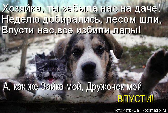 Хозяйка, ты забыла нас на даче! Неделю добирались, лесом шли, Впусти нас,все избили лапы! А, как же З... Котоматрица: Хозяйка, ты забыла нас на даче! Неделю добирались, лесом шли, Впусти нас,все избили лапы! А, как же Зайка мой, Дружочек мой, ВПУСТИ!