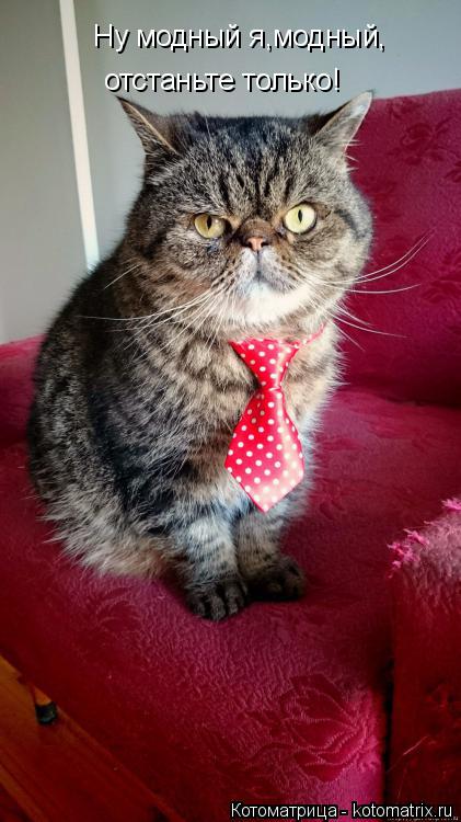 Ну модный я,модный, отстаньте только!... Котоматрица: Ну модный я,модный, отстаньте только!