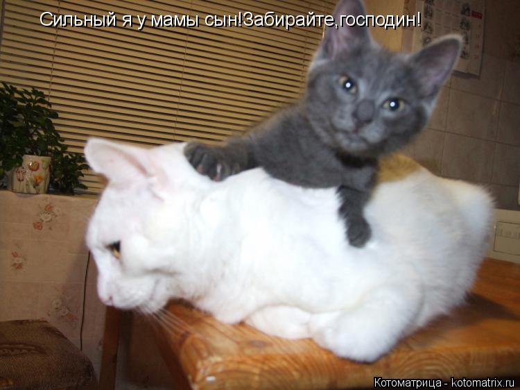 Котоматрица: Сильный я у мамы сын!Забирайте,господин!