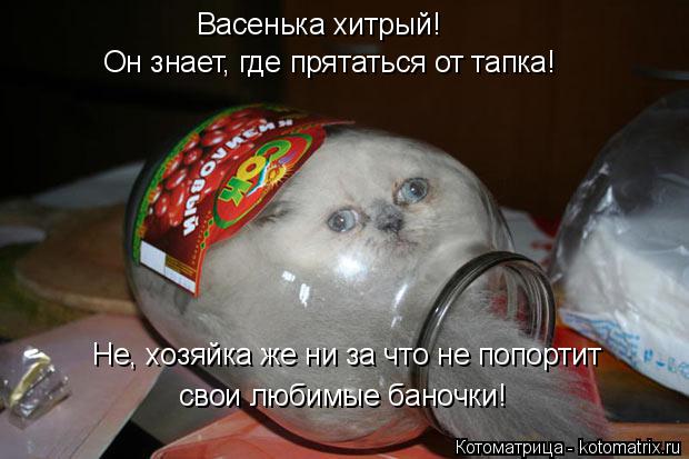 Васенька хитрый! Он знает, где прятаться от тапка! свои любимые баночки! Не, хозяйка же ни за что не... Котоматрица: Васенька хитрый! Он знает, где прятаться от тапка! свои любимые баночки! Не, хозяйка же ни за что не попортит