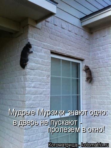 Мудрые Мурзики знают одно: в дверь не пускают - пролезем в окно!... Котоматрица: Мудрые Мурзики знают одно: в дверь не пускают - пролезем в окно!