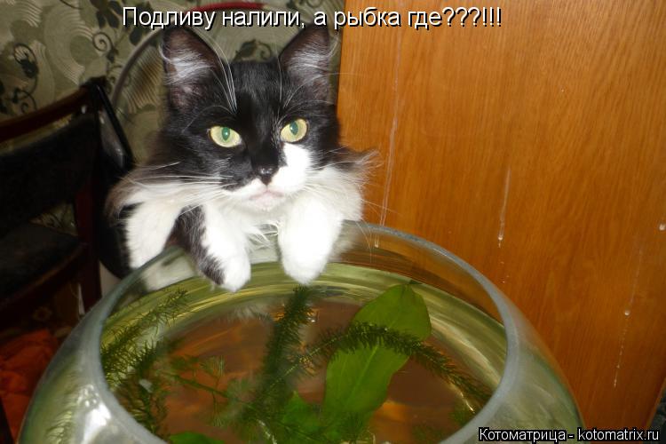 Подливу налили, а рыбка где???!!!... Котоматрица: Подливу налили, а рыбка где???!!!