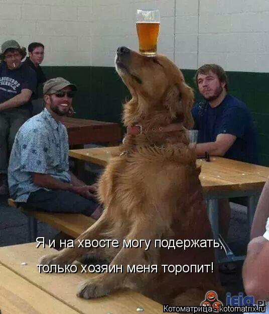 Я и на хвосте могу подержать, только хозяин меня торопит!... Котоматрица: Я и на хвосте могу подержать, только хозяин меня торопит!