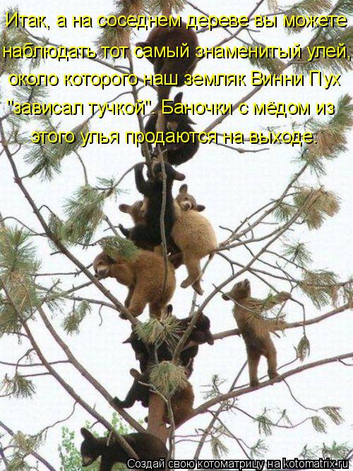 Итак, а на соседнем дереве вы можете наблюдать тот самый знаменитый улей, около которого наш земляк В... Котоматрица: Итак, а на соседнем дереве вы можете наблюдать тот самый знаменитый улей, около которого наш земляк Винни Пух "зависал тучкой". Баночки с мёд