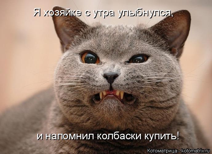 Котоматрица: Я хозяйке с утра улыбнулся,  и напомнил колбаски купить!