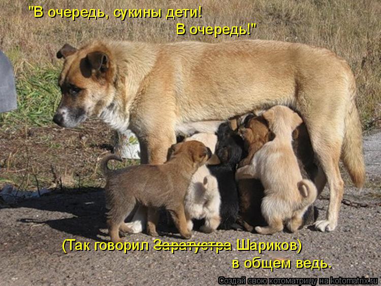 Котоматрица: "В очередь, сукины дети! В очередь!" (Так говорил Заратустра Шариков) в общем ведь. _________