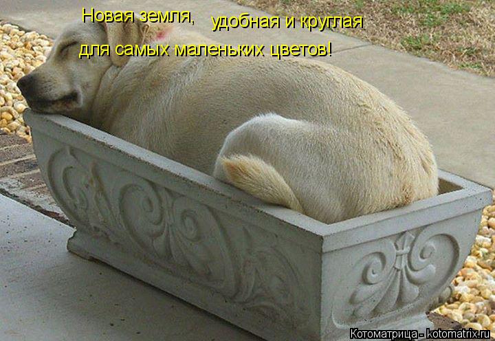 Новая земля, удобная и круглая для самых маленьких цветов!... Котоматрица: Новая земля, удобная и круглая для самых маленьких цветов!