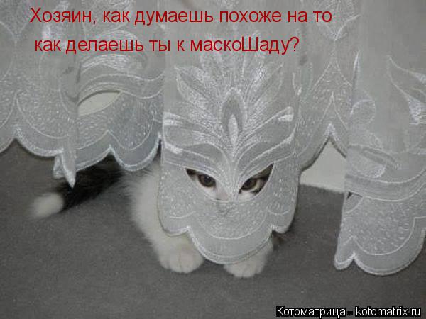 Хозяин, как думаешь похоже на то как делаешь ты к маскоШаду?... Котоматрица: Хозяин, как думаешь похоже на то как делаешь ты к маскоШаду?