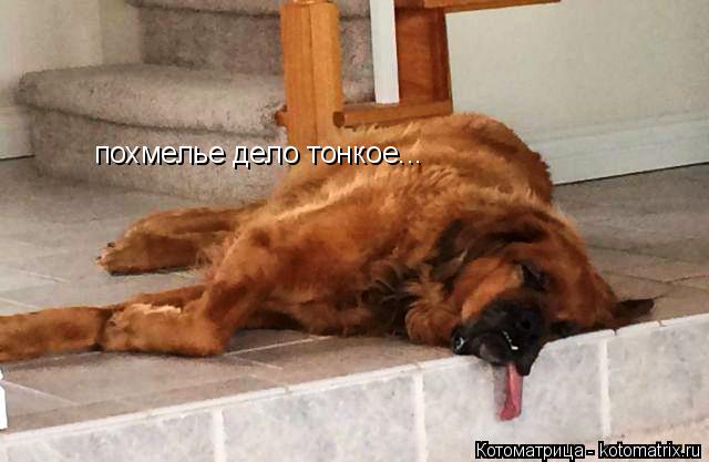 похмелье дело тонкое...... Котоматрица: похмелье дело тонкое...