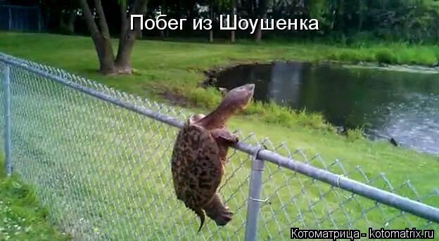 Побег из Шоушенка... Котоматрица: Побег из Шоушенка